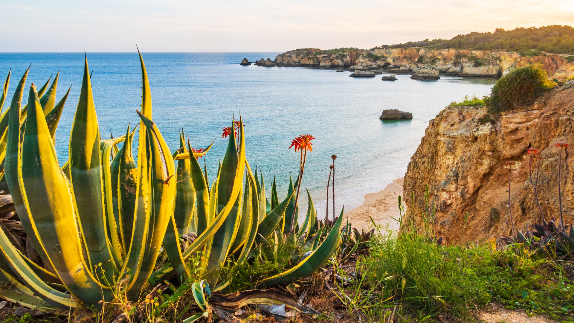 Agave und Klippen - Algarveküste - Portugal