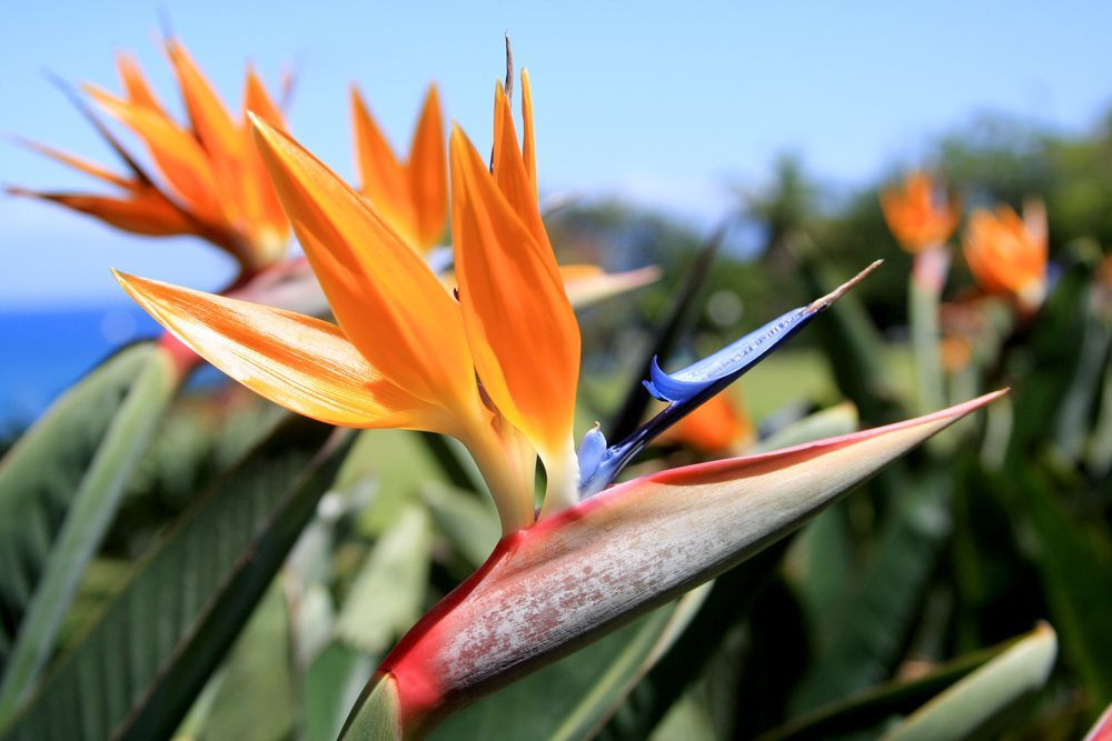 Paradiesvogel