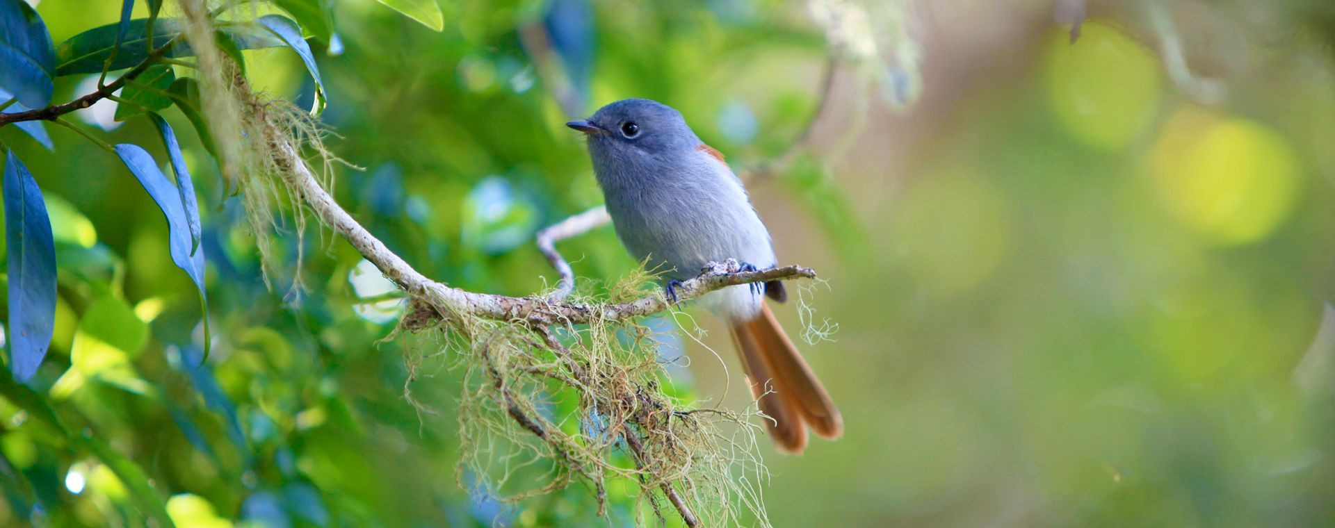 Oiseau Vierge - Insel Réunion