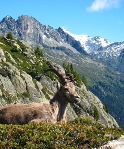 Steinbock