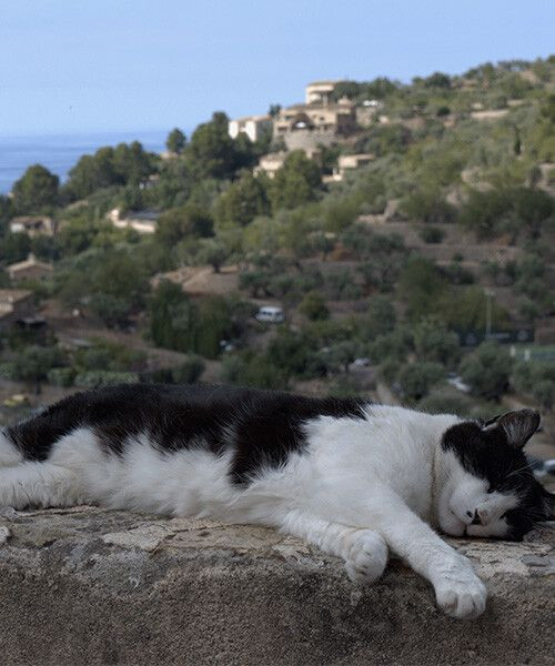 Katze schläft auf einer niedrigen Mauer über einem mediterranen Dorf