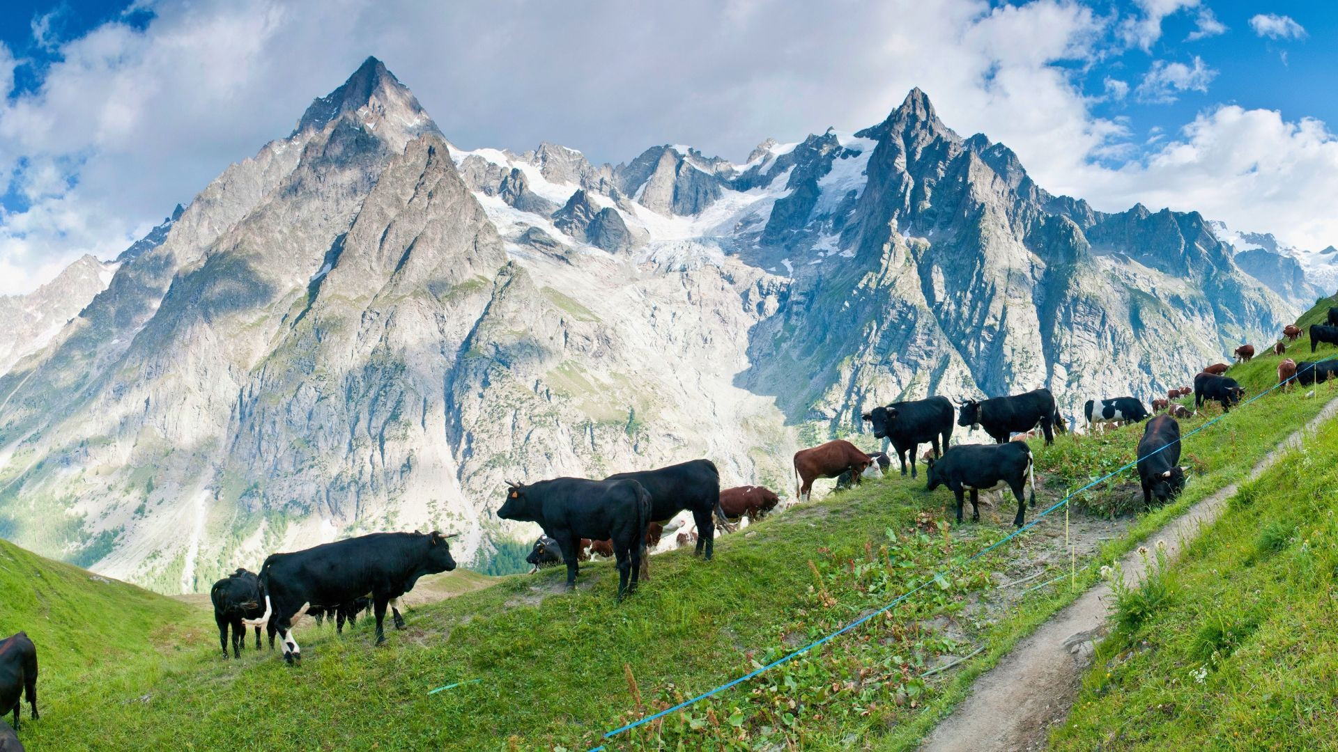 Kuhherde auf einer Alm vor verschneiten Gipfeln - Val Ferret - Tour du Mont-Blanc