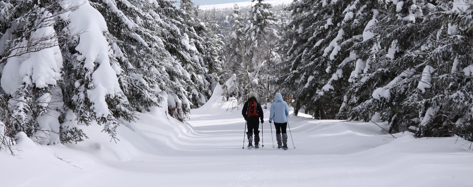 Schneeschuhwanderer auf verschneitem Waldweg - Cevennen - Frankreich