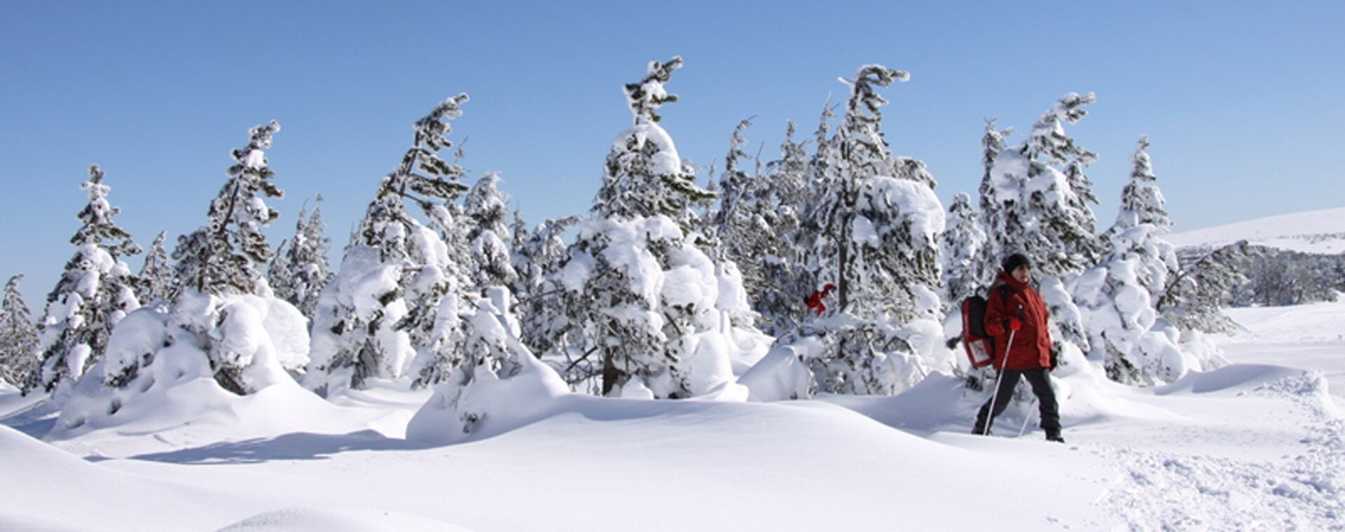 Schneeschuhwanderer zwischen verschneiten Tannen - Cevennen - Frankreich