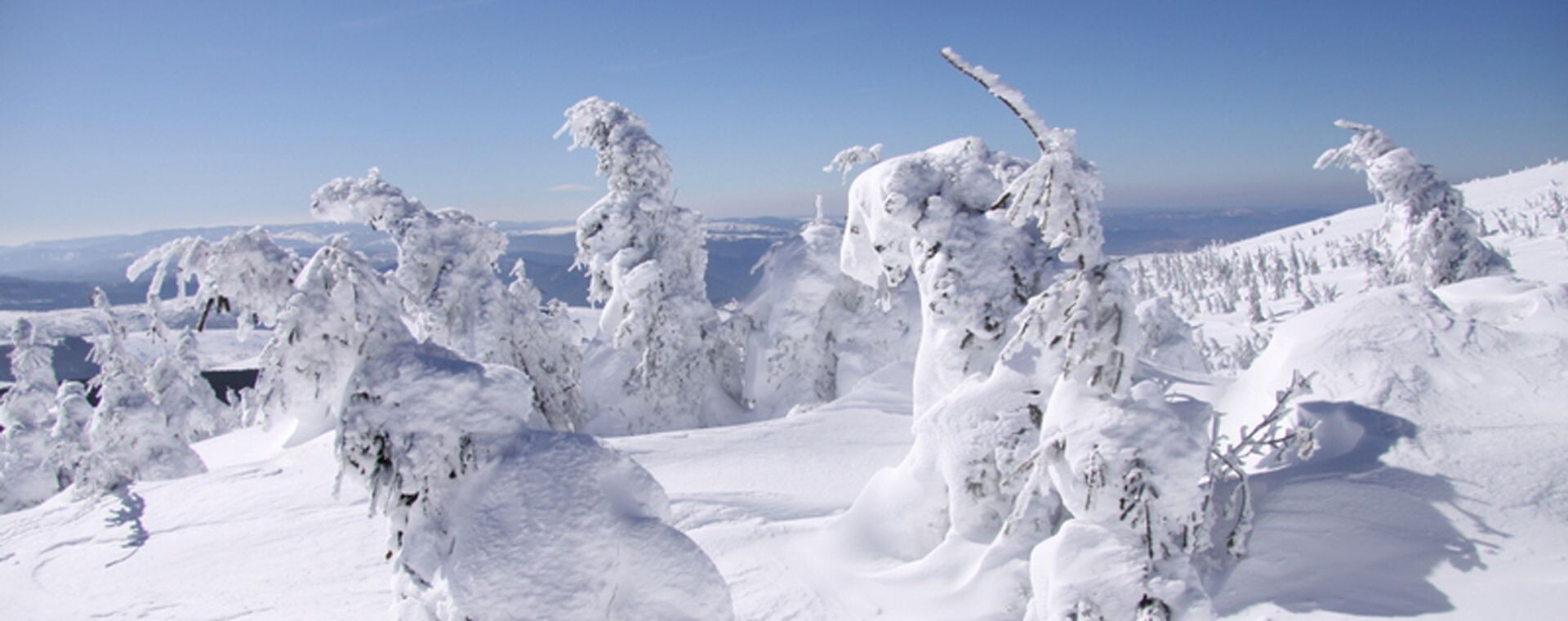 Im Winter schnee- und frostbedeckte Bäume - Cevennen - Frankreich