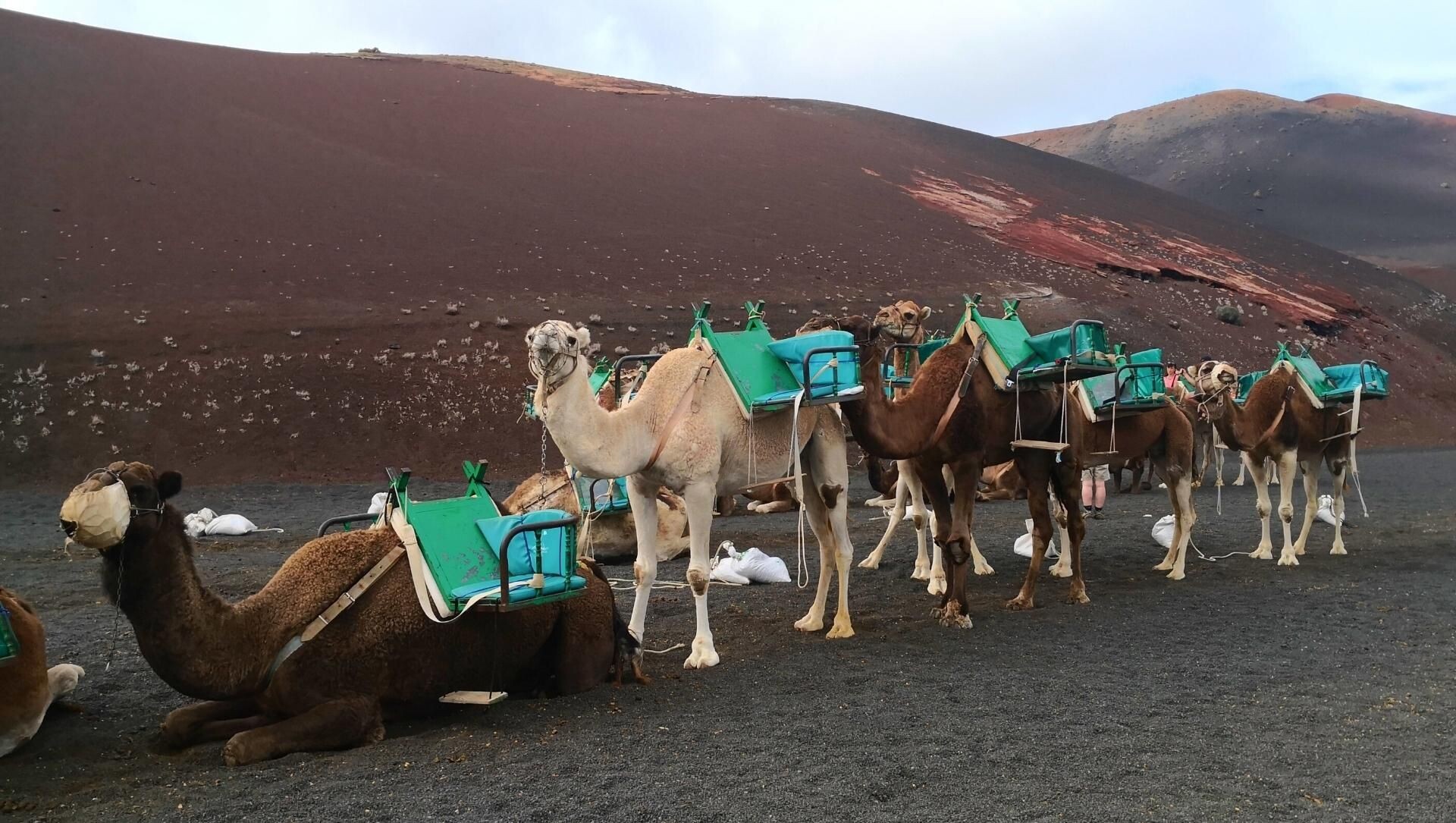 © David Praire Dromedarkarawane auf vulkanischem Boden - Lanzarote - Kanaren