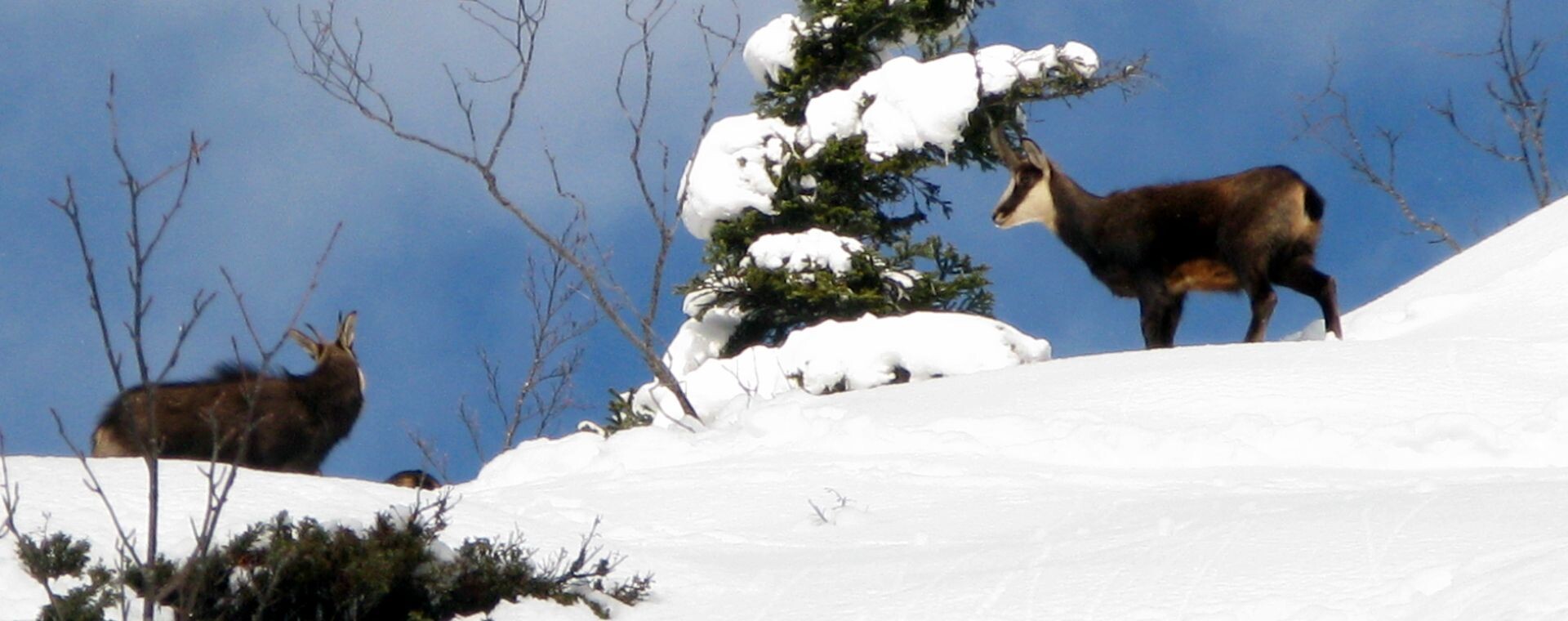 Gämse im Schnee - Vercors - Frankreich