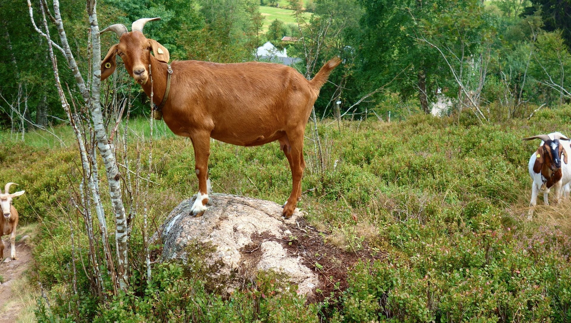 Ziegen im Schwarzwald