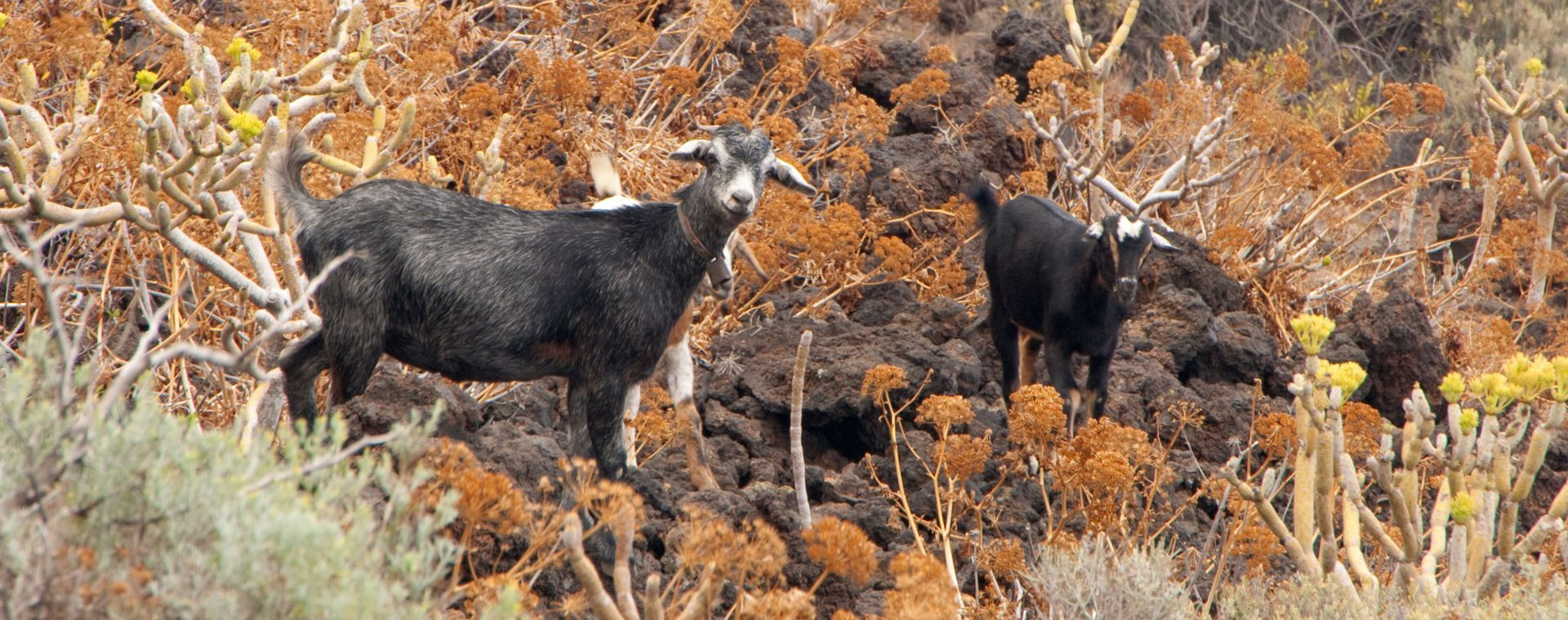 Ziegen auf vulkanischem Gelände - El Hierro - Kanaren - Spanien