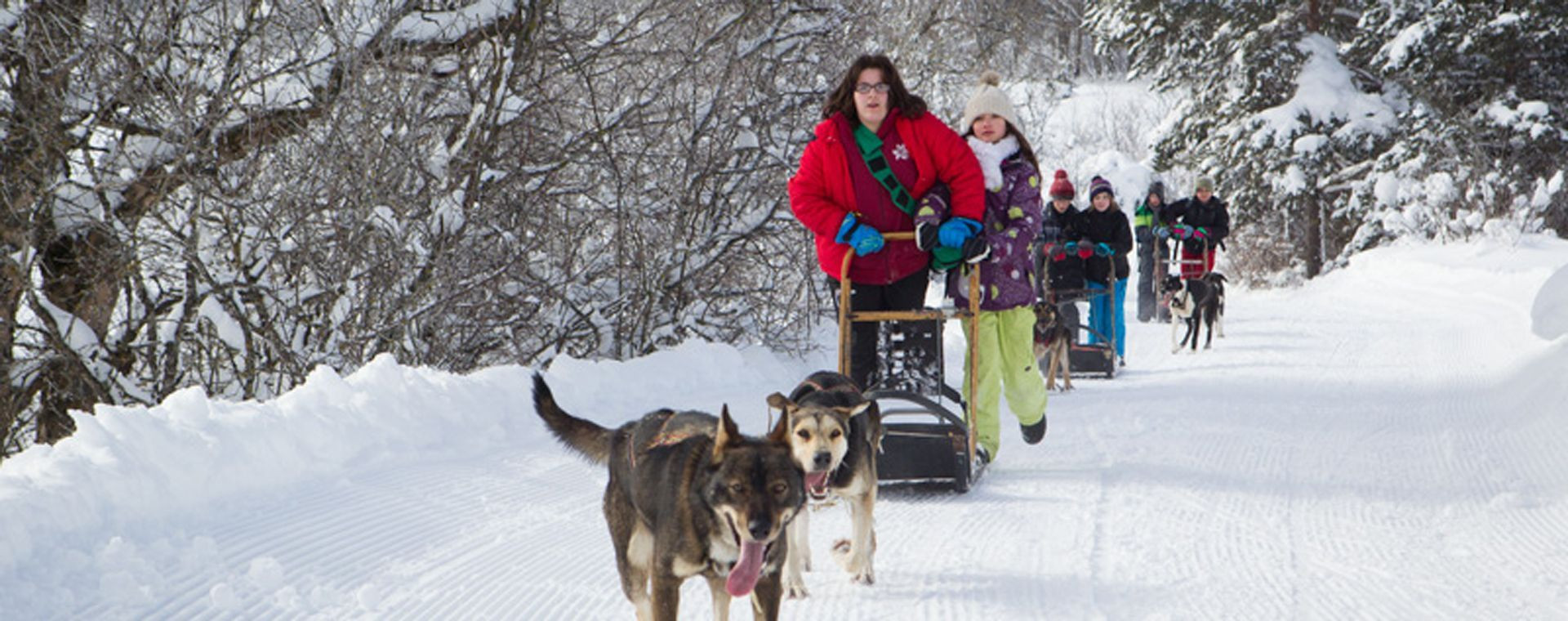 Schlittenhunde im Schnee - Regionaler Naturpark Vercors - Frankreich