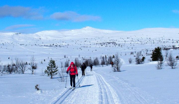 Langläuferin auf der verschneiten Hochebene von Venabu - Venabu - Norwegen