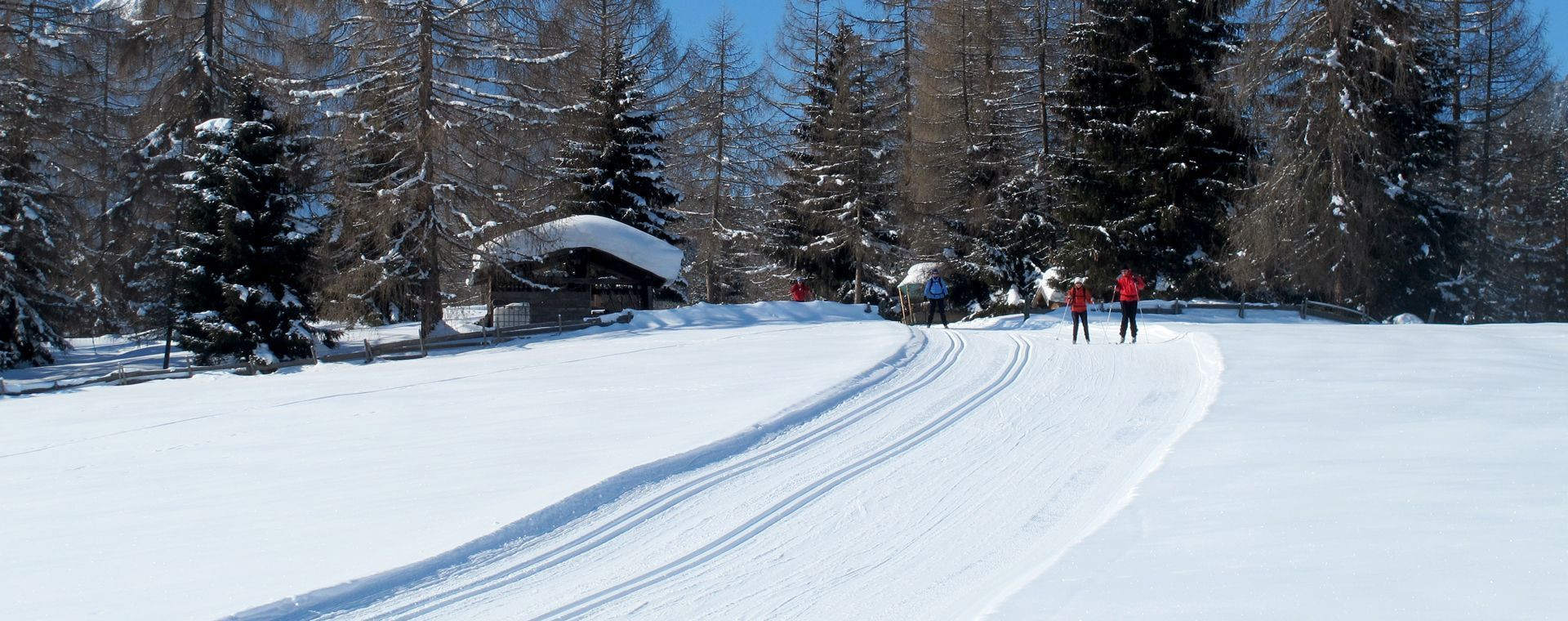 Langlauf zwischen verschneiten Lärchen - Leutasch - Tirol - Österreich