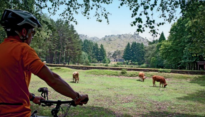 Radfahrer und Kühe - Nationalpark Peneda-Gerês - Portugal