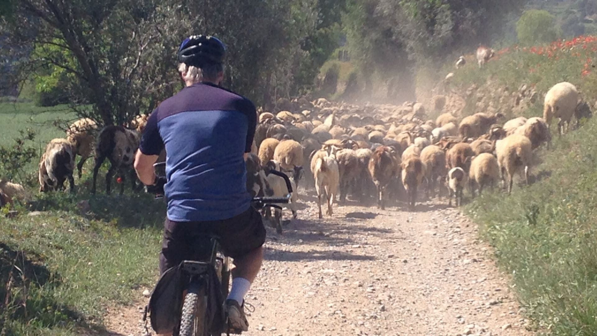 Radfahrer trifft auf eine Schafherde - zwischen Vic und Barcelona - Spanien