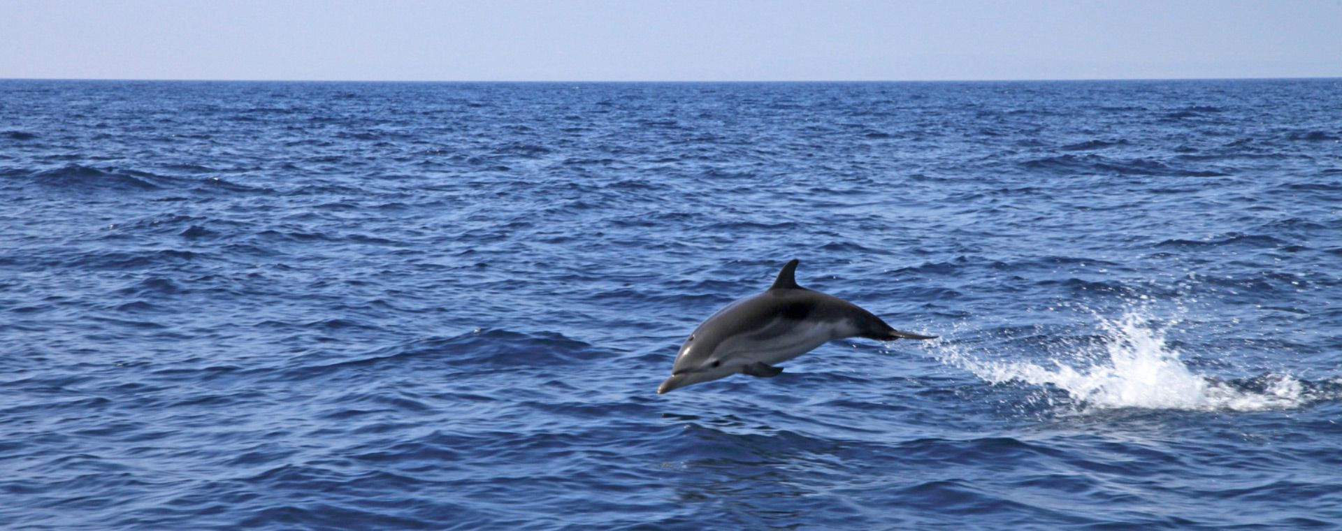 Delfin springt aus dem Mittelmeer - Hyères - Frankreich