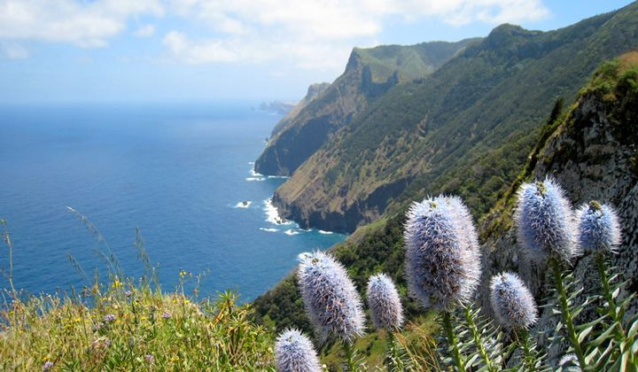 Blumen auf Madeira
