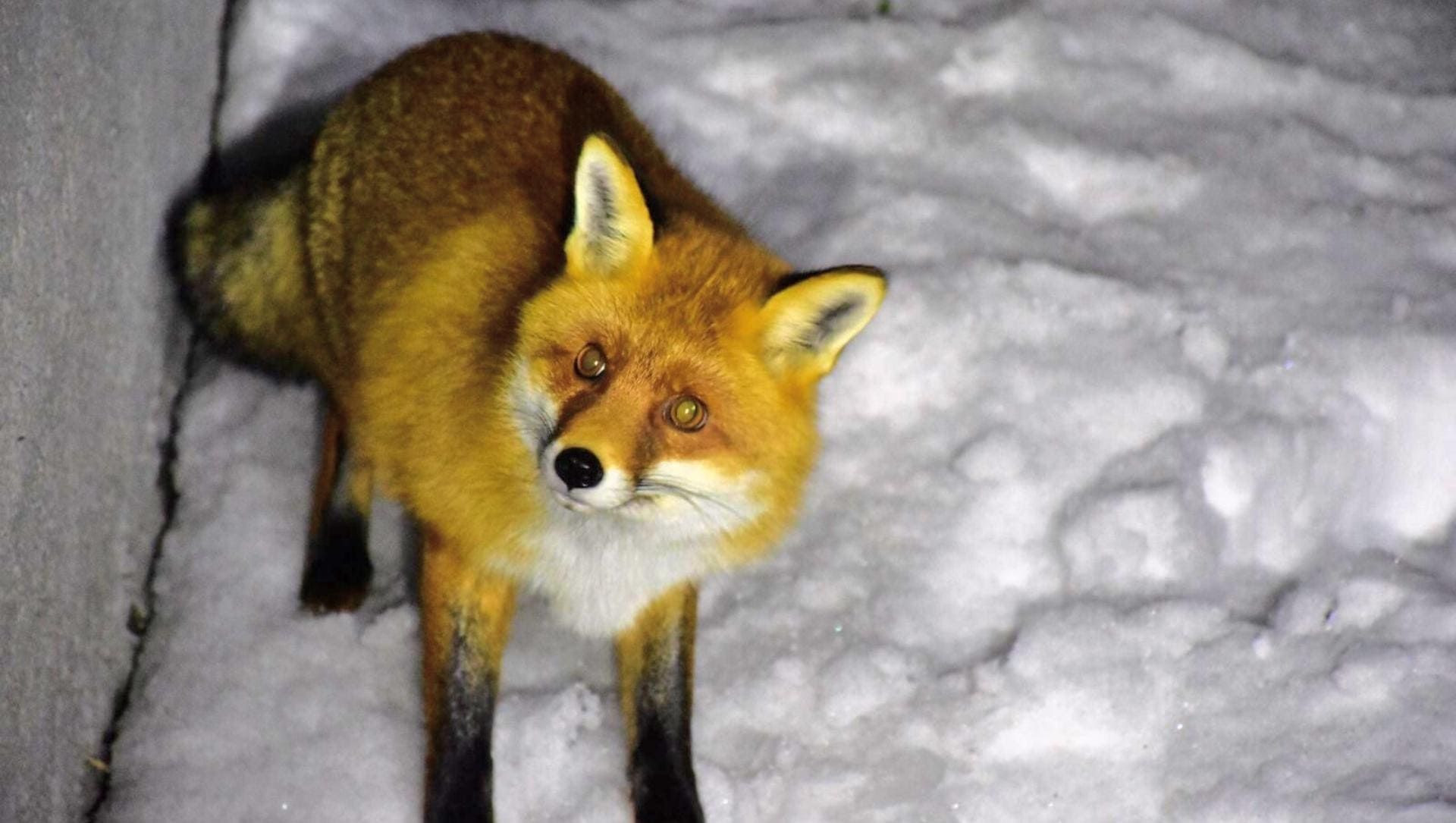 Fuchs im Schnee bei Chaumailloux - Vercors - Frankreich
