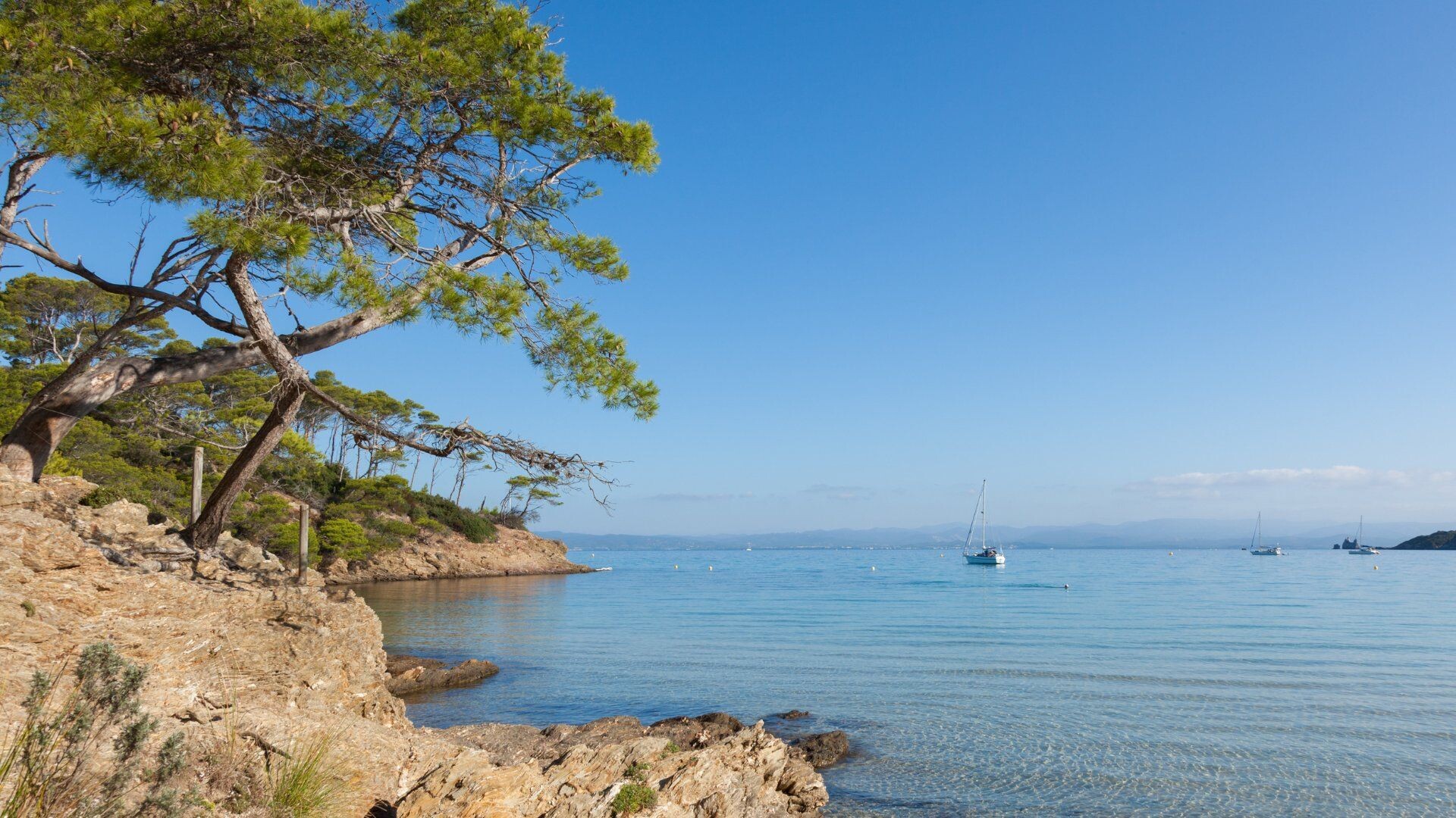Kiefer über einer türkisfarbenen Bucht - Insel Porquerolles - Var - Frankreich