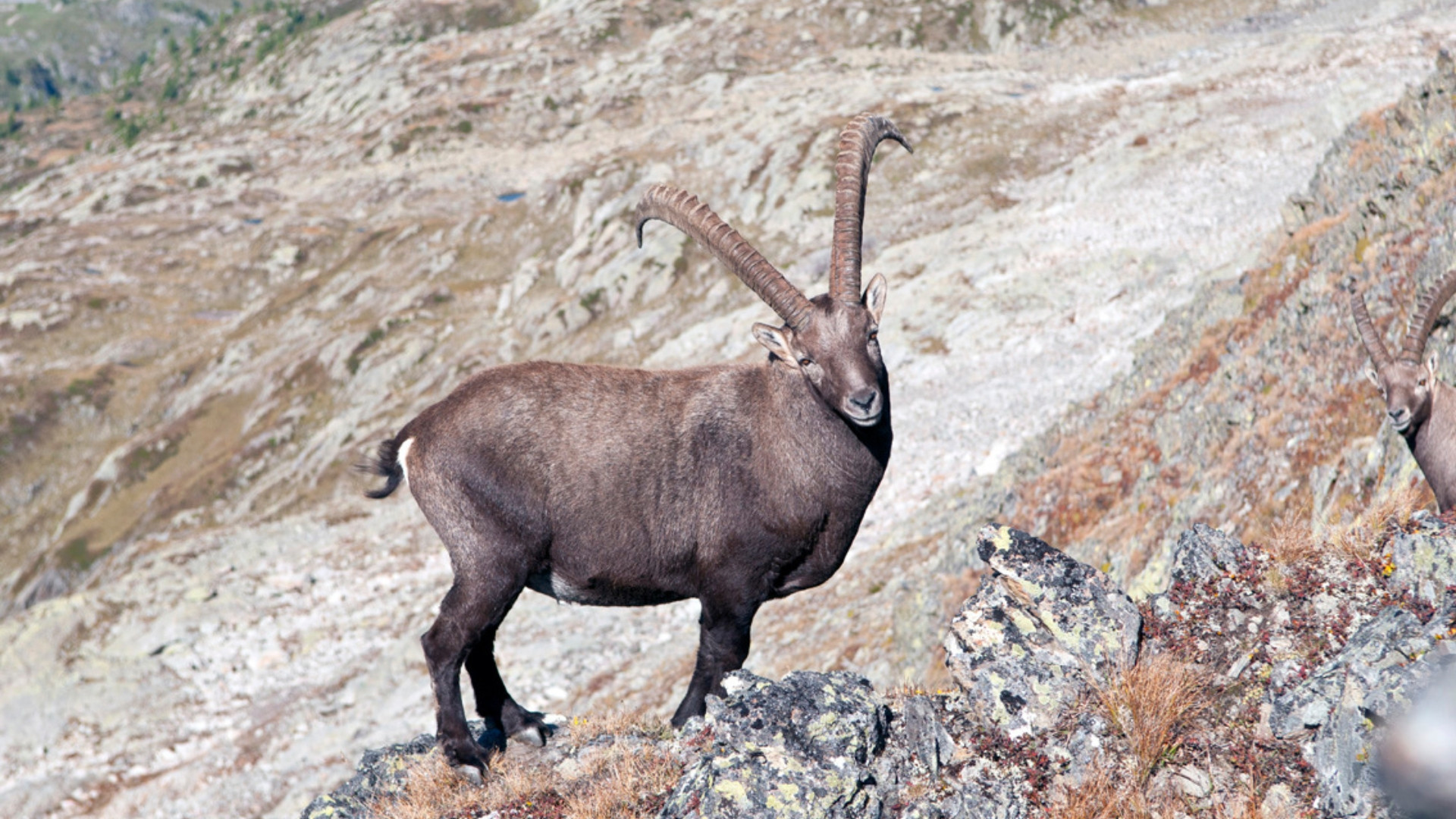 Geführte 7-tägige Tour auf dem Tour du Mont-Blanc