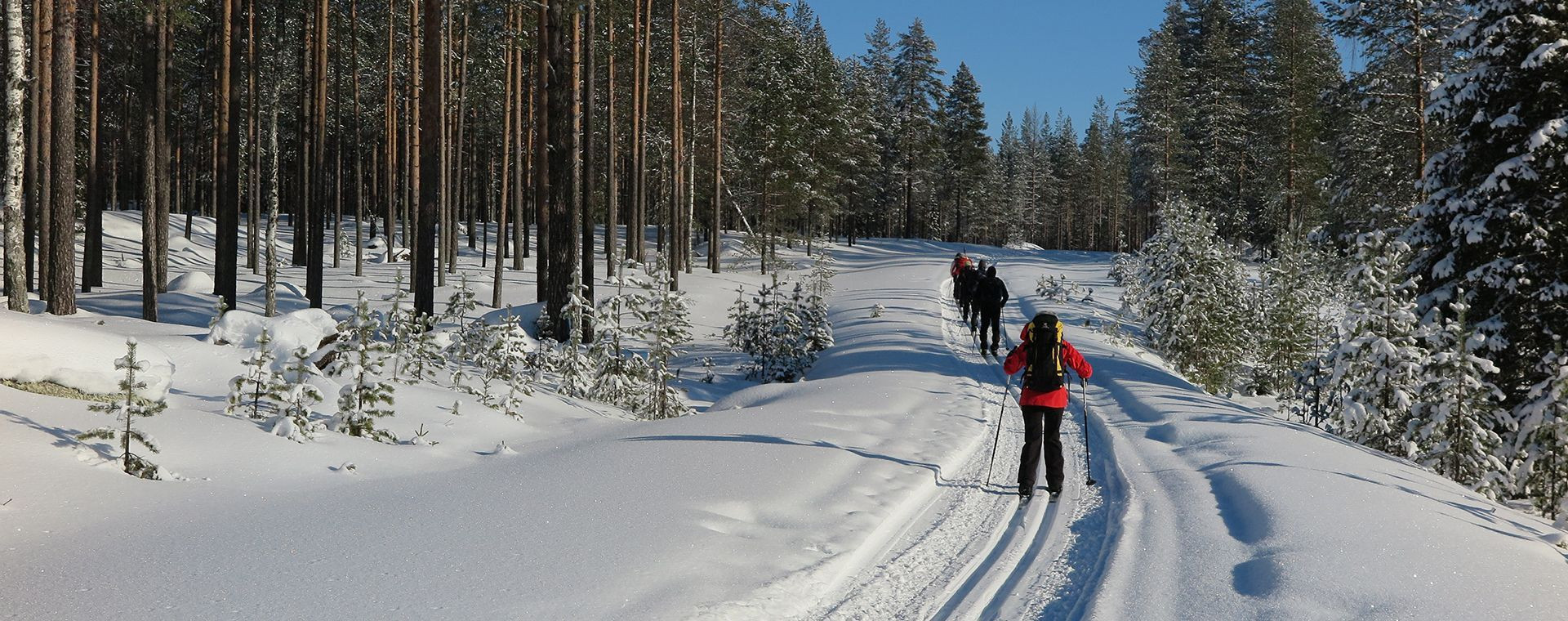 Skieurs de fond en forêt enneigée - Finlande