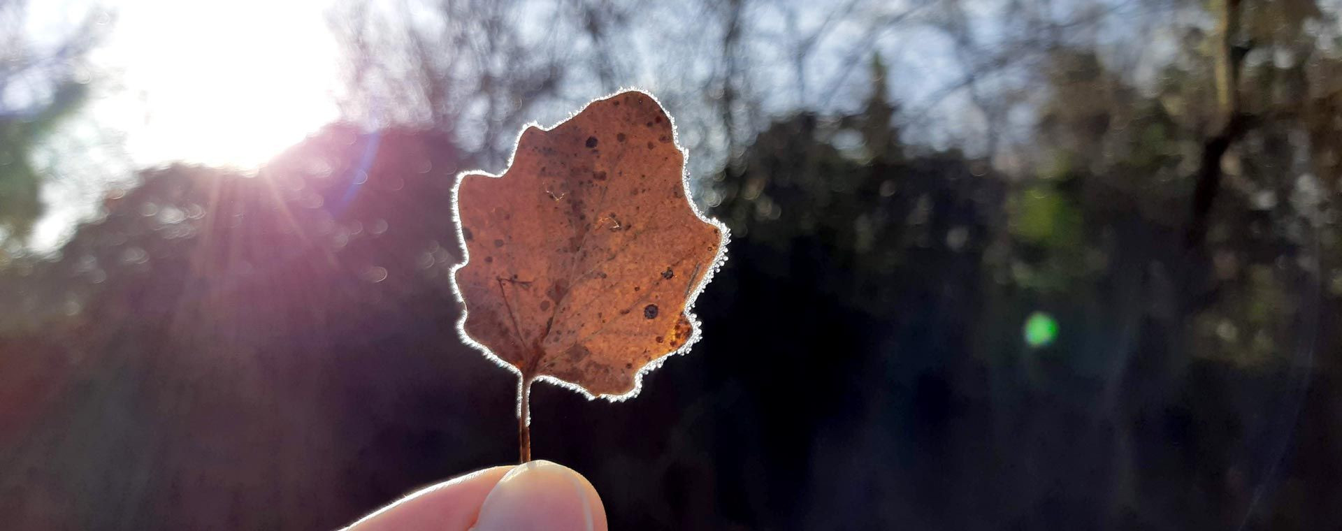 Von hinten beleuchtetes, raureifbedecktes Blatt im Winter - Luberon - Provence - Frankreich