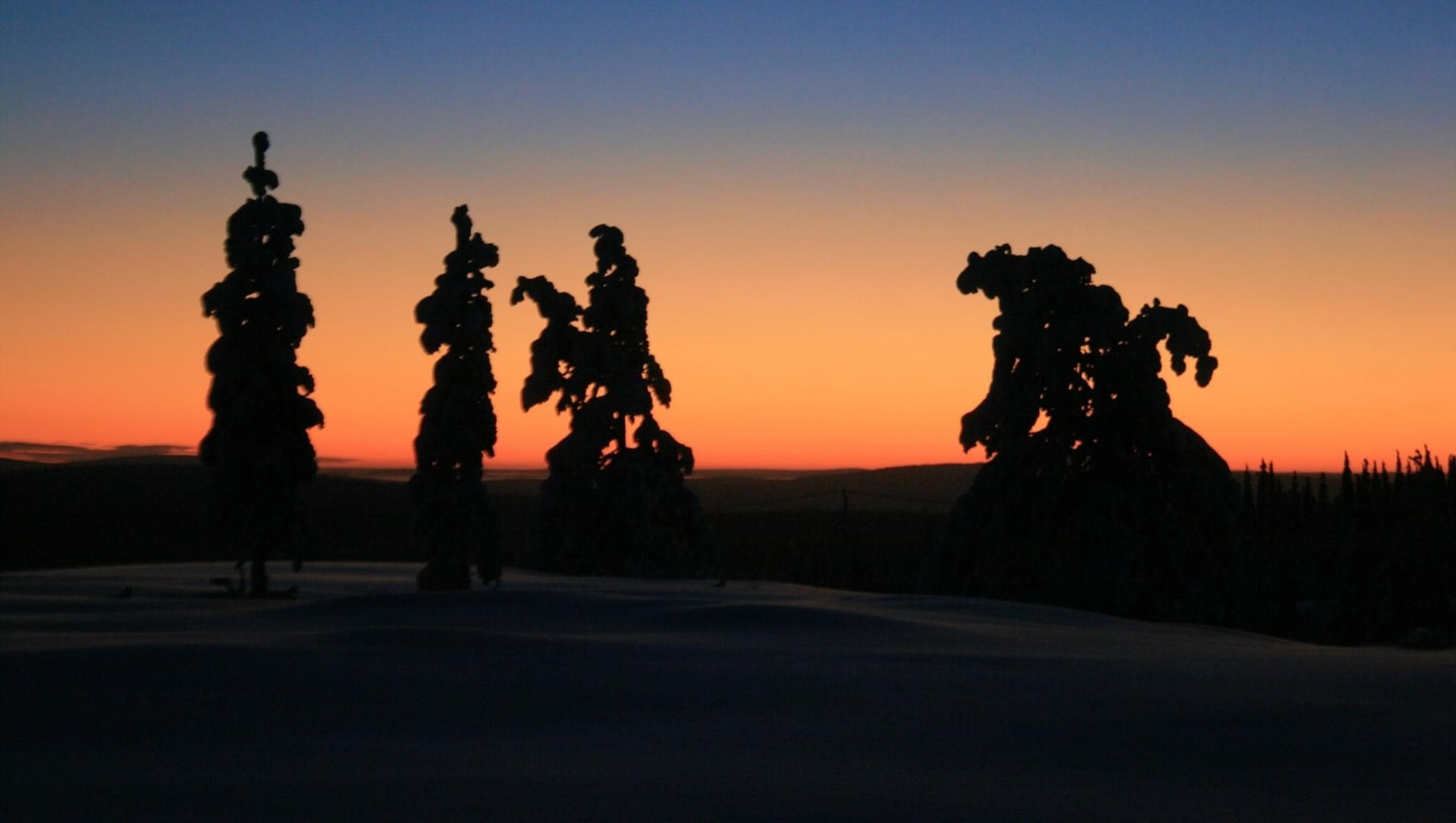 Silhouetten gefrorener Bäume in der Taiga - Lappland - Finnland