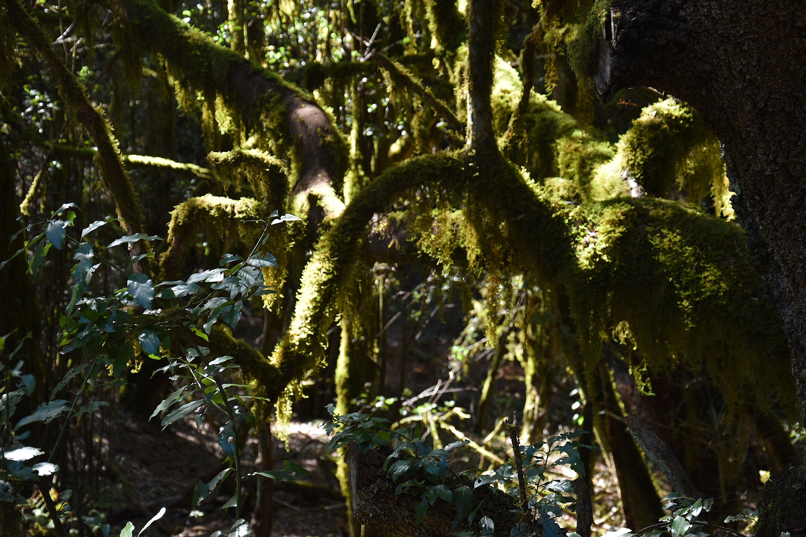 Nationalpark Garajonay - La Gomera - Kanarische Inseln
