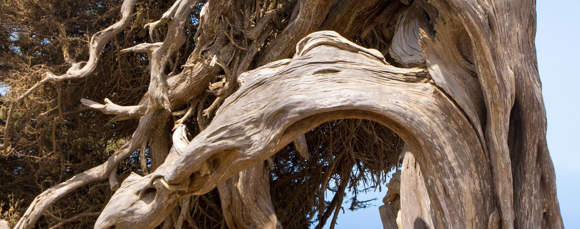 Jahrhundertealter, vom Wind geformter Wacholderbaum - Insel El Hierro - Kanaren - Spanien