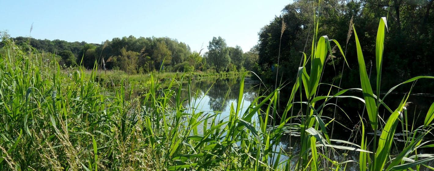 Grüne Flusslandschaft - Norddeutschland - Deutschland