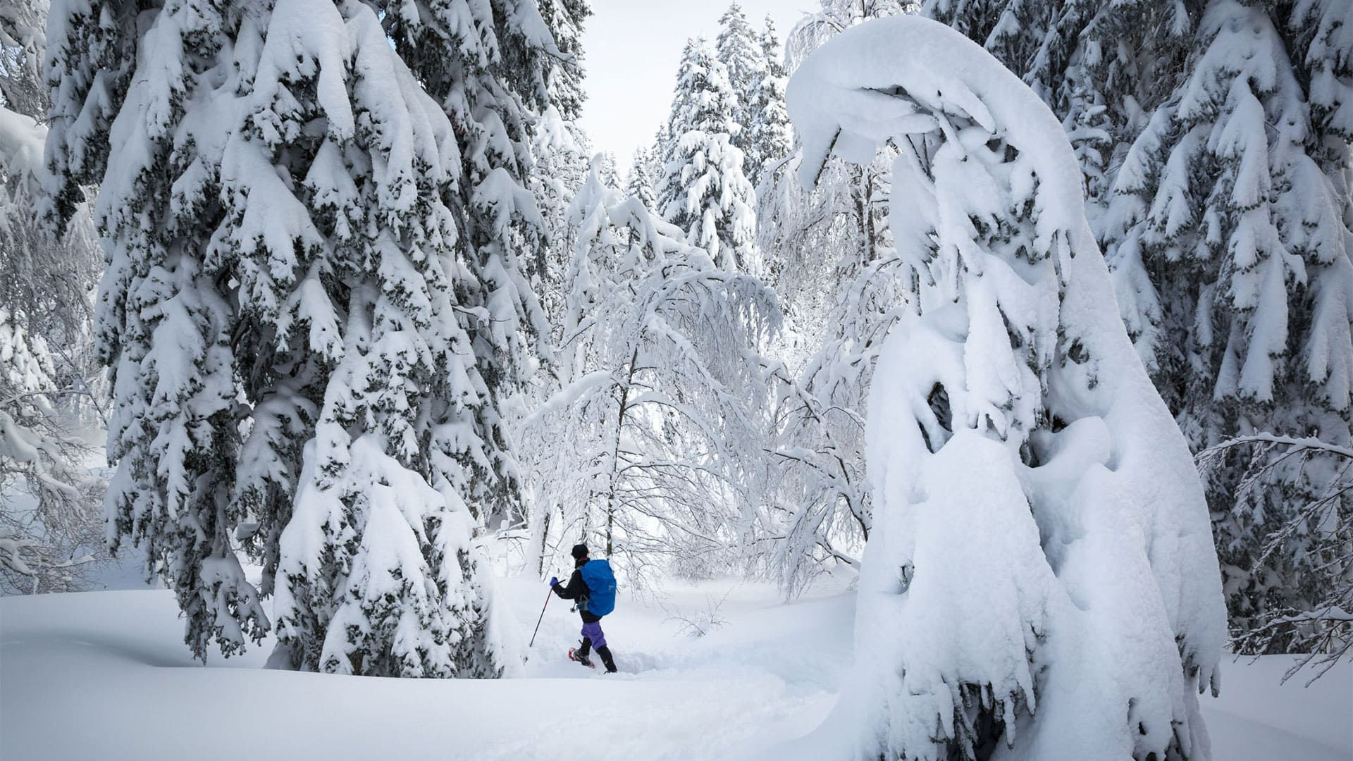 © Lex Van Den Bosch Schneeschuhwanderer im verschneiten Wald - Jura - Frankreich