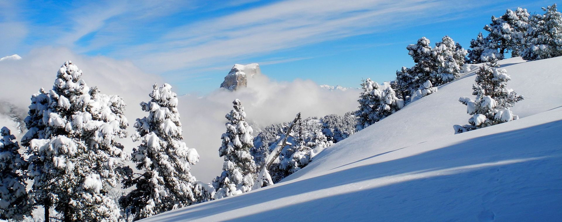 Verschneite Tannen und Mont Aiguille im Schnee - Hochebenen des Vercors - Frankreich