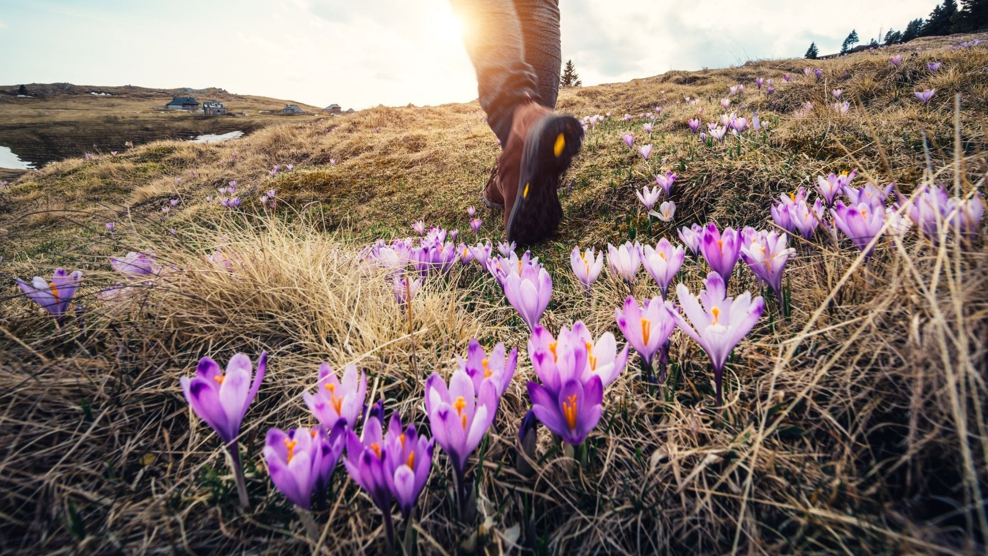 Wanderer zwischen blühenden Krokussen - Alpenfrühling - Alpen
