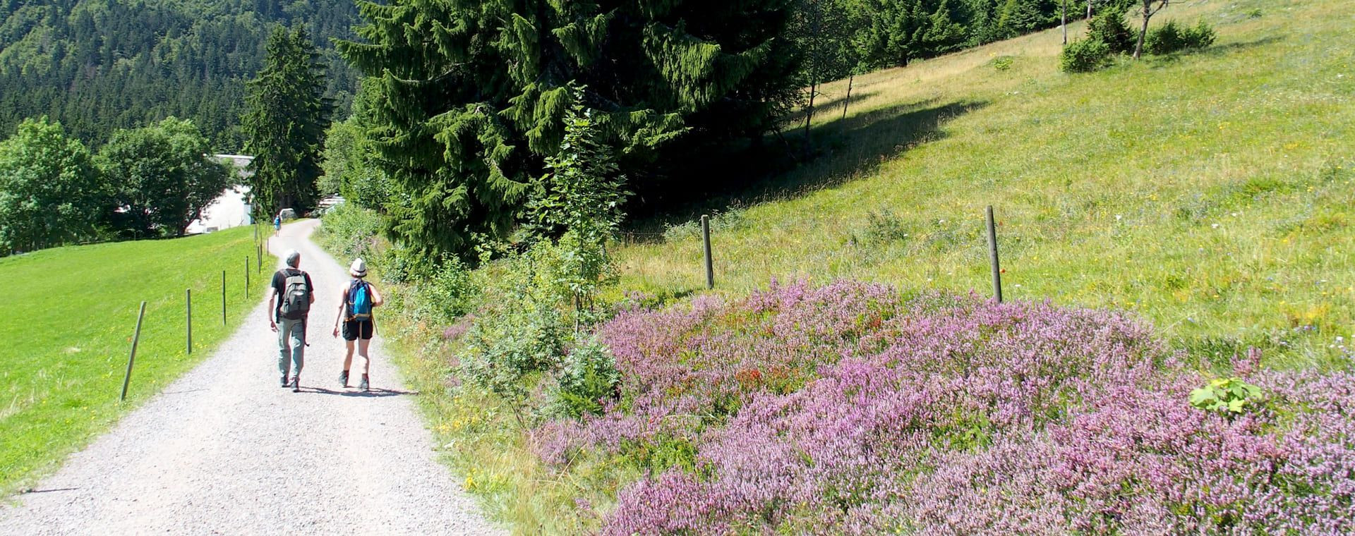 Wanderer auf einem blühenden Heideweg - Schwarzwald - Deutschland