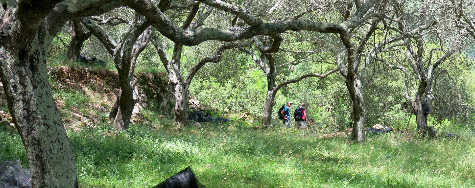 Weg zwischen Olivenbäumen und Steinmauern auf Paxos