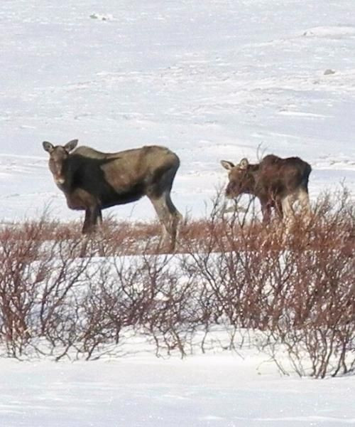 Tag 4 - Elchkuh und Kalb bei Alesjaure - Kungsleden