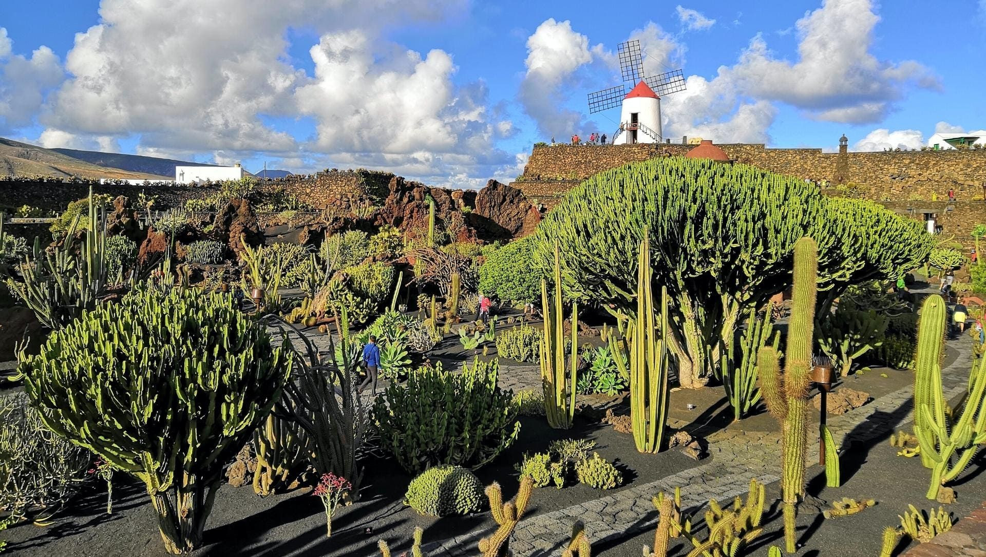 © Antonio Sessa, Unsplash Kakteengarten und Windmühle in Teguise - Lanzarote - Spanien
