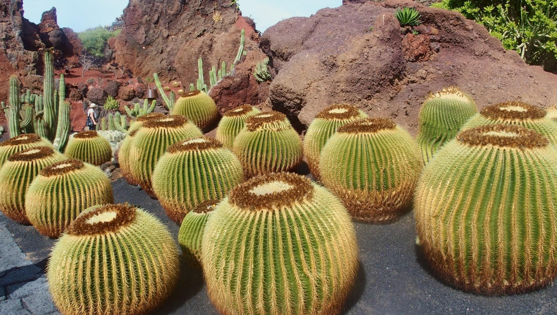© Jean Claude Kakteen im Jardín de Cactus in Teguise - Lanzarote - Spanien