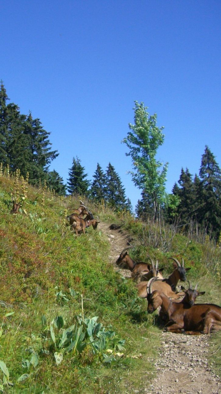 Feldberg