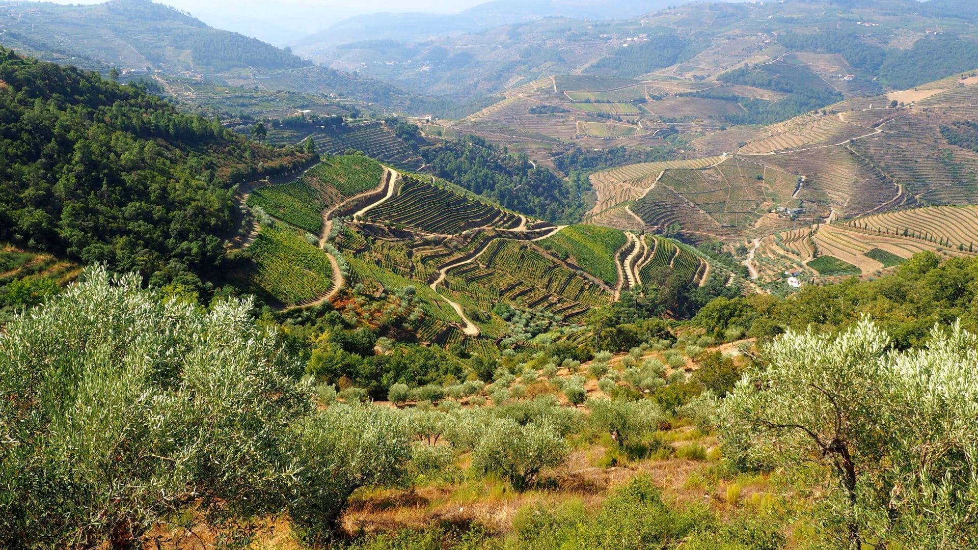 © David Praire Terrassenweinberge und Olivenbäume - Douro-Tal - Portugal