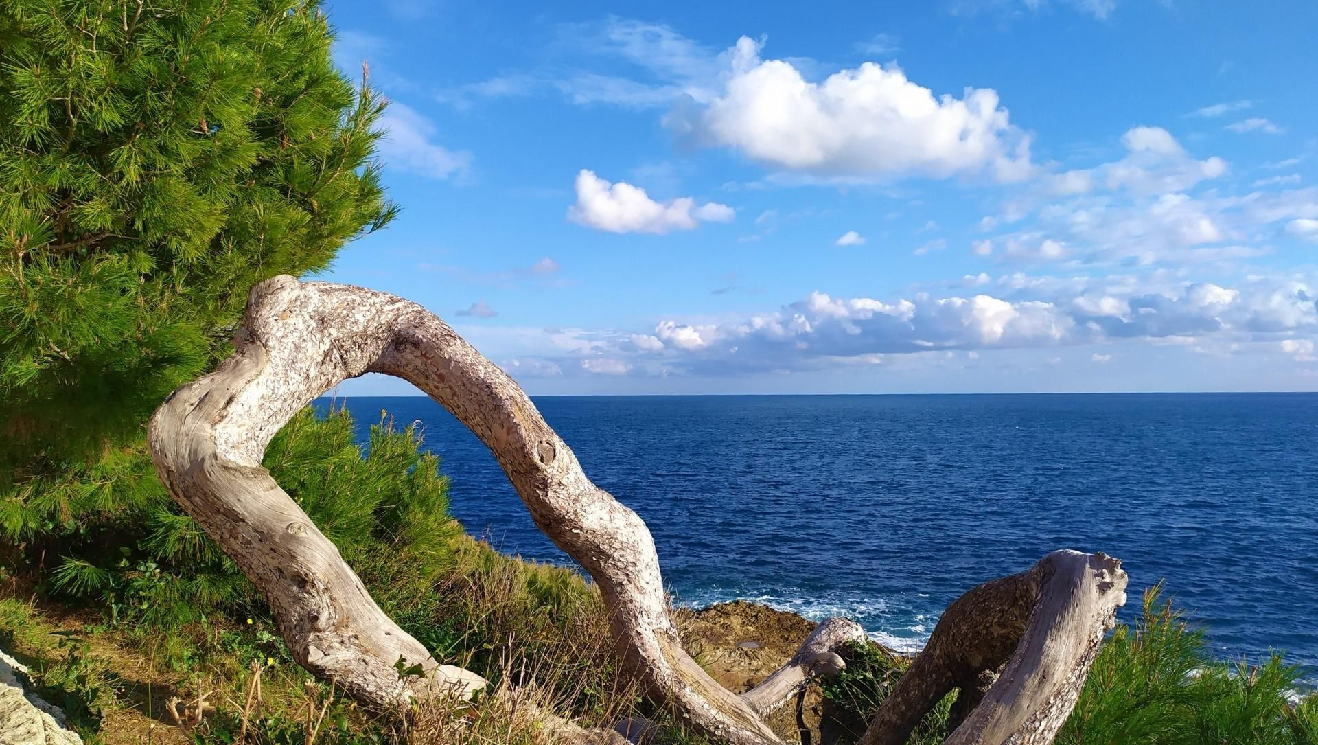 Kiefer und Treibholz am Mittelmeer - Menton - Frankreich
