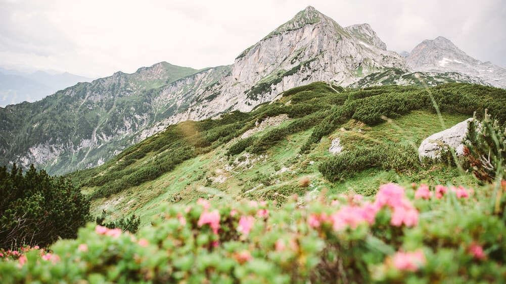 Rhododendren und Gipfel - Dachsteinmassiv - Österreich