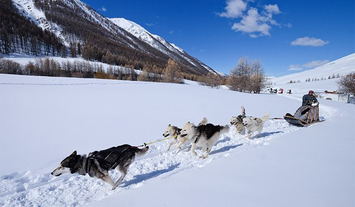 Gespann aus Schlittenhunden im Schnee - Queyras - Alpen