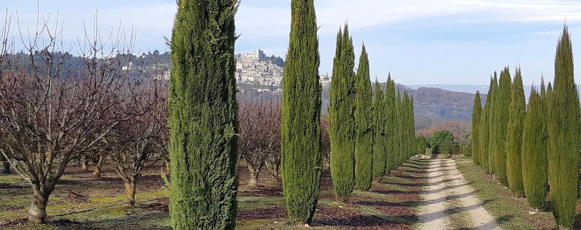 Zypressenallee zu einem Bergdorf - Luberon - Provence - Frankreich
