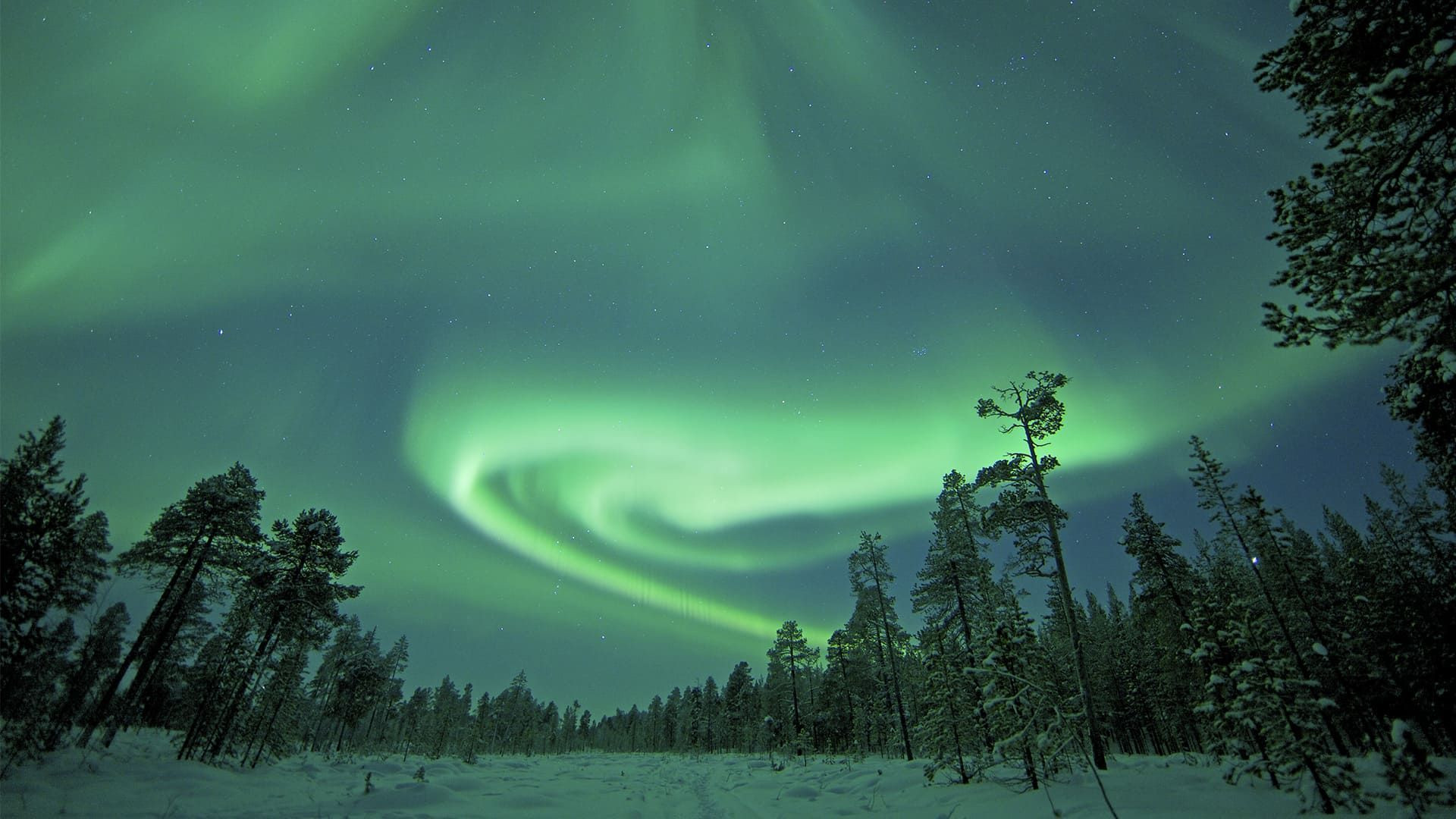 Aurores boréales sur la forêt - Norvège