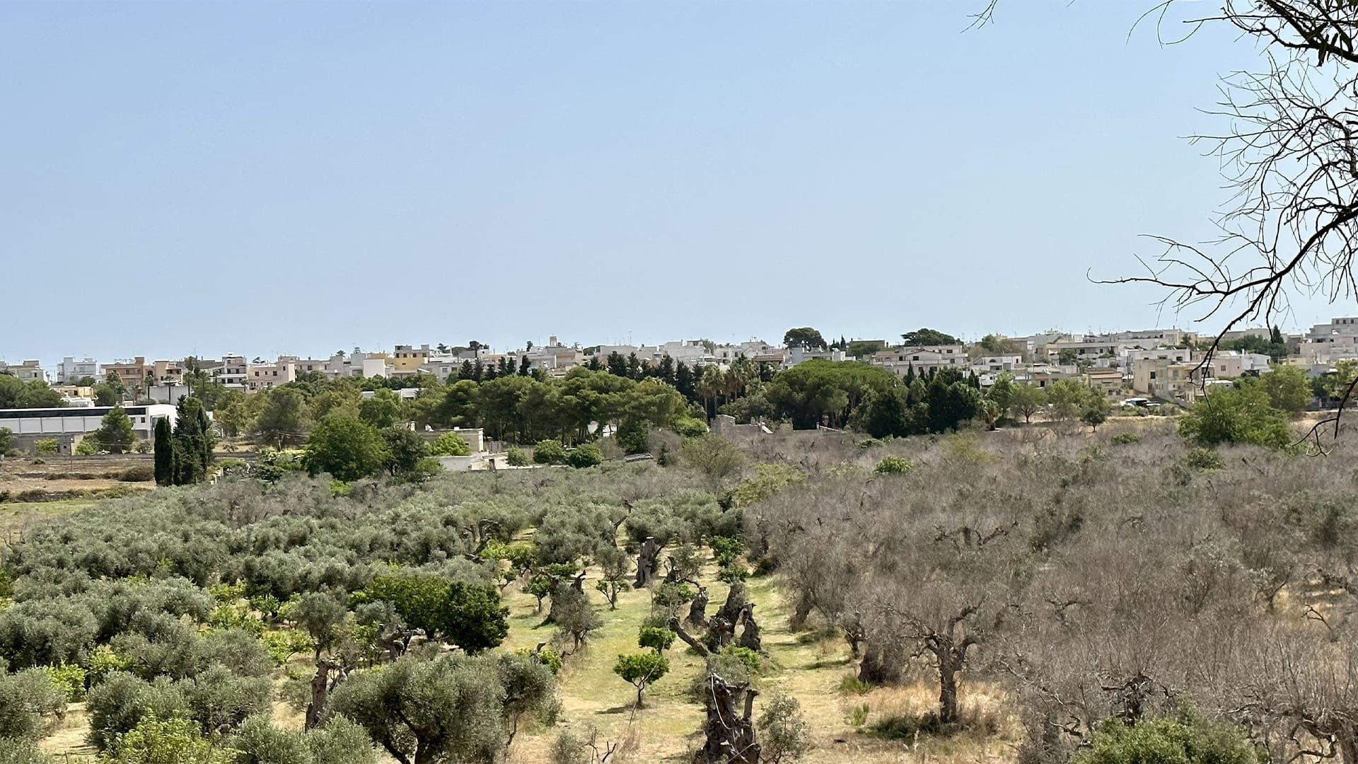 © Frank David Landschaft mit Olivenhainen in Apulien - Italien