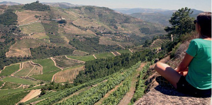 Blick auf die terrassierten Weinberge des Douro-Tals - Portugal