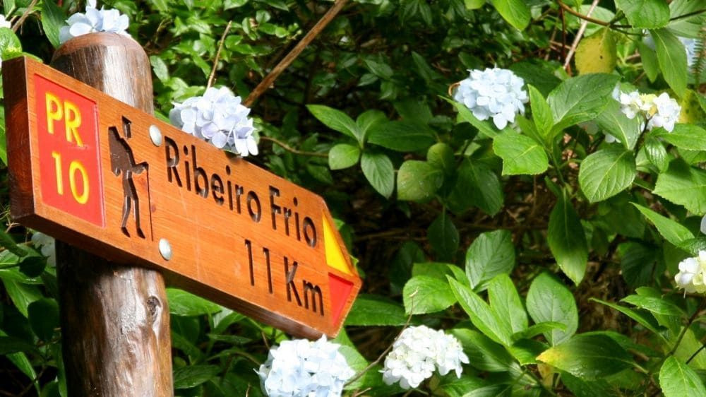 Wanderwegweiser in Ribeiro Frio zwischen Hortensien - Madeira - Portugal