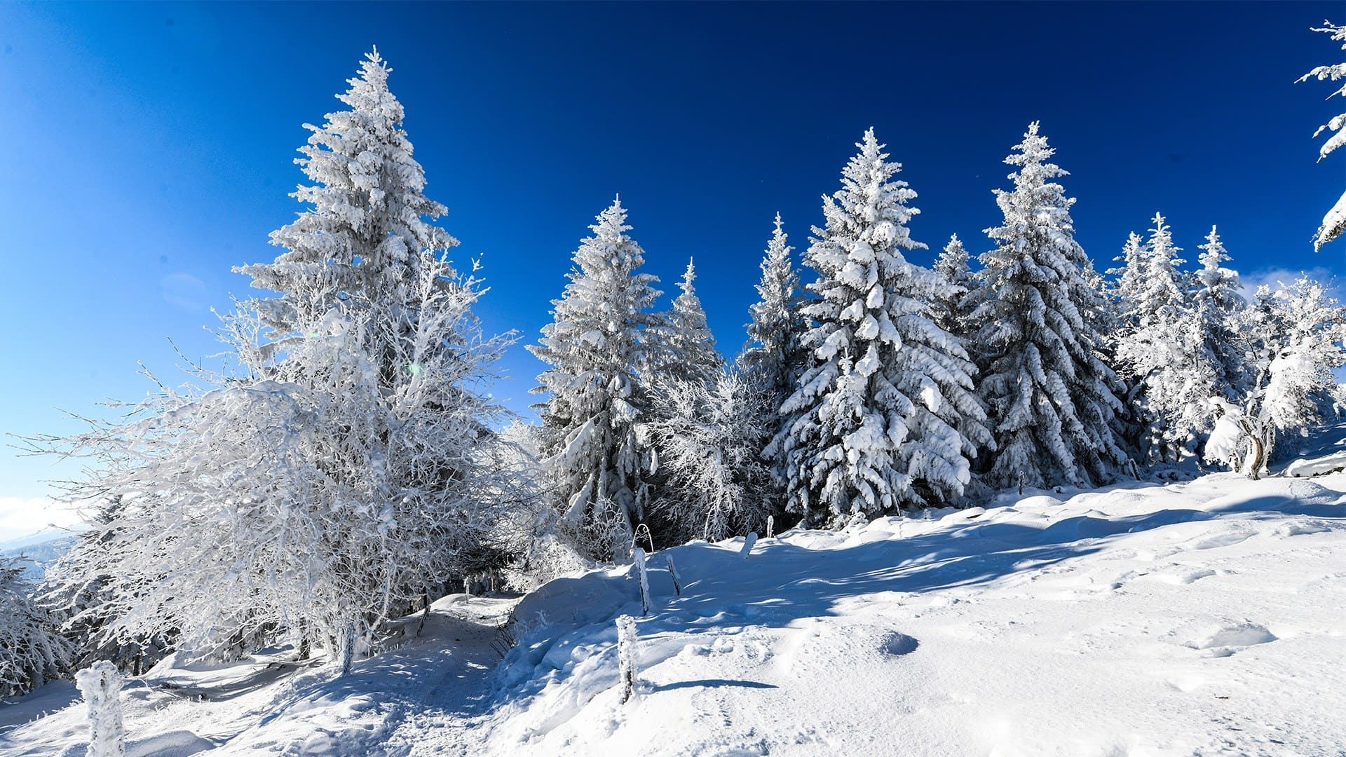 Sapins givrés sous la neige - Lac du Forlet et Gazon de Faing - Vosges, France