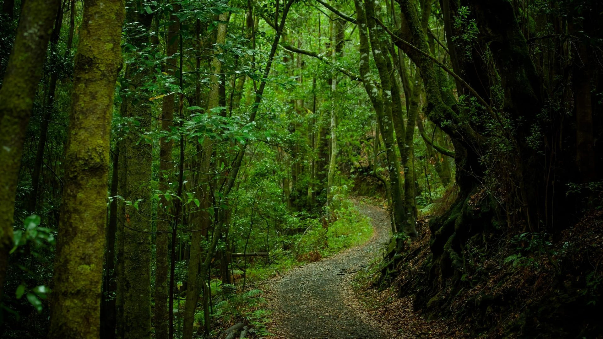 Weg auf La Gomera - Kanarische Inseln - Spanien