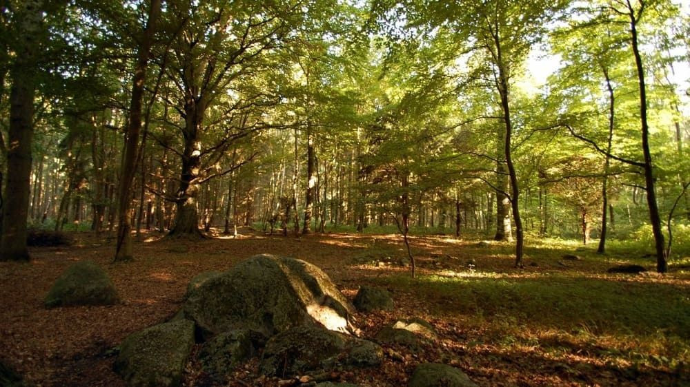 Sonniger Buchenwald auf Rügen - Ostsee - Deutschland
